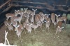 20X ROOIBOK/IMPALA V/F:20 Elandskloof Wildsplaas (Per Piece to take the lot/Per stuk om lot te neem)