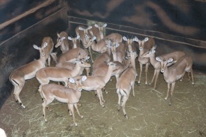 20X ROOIBOK/IMPALA M:4 V/F:16 Elandskloof Wildsplaas (Per Piece to take the lot/Per stuk om lot te neem)