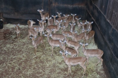 27X ROOIBOK/IMPALA M:27 Elandskloof Wildsplaas (Per Piece to take the lot/Per stuk om lot te neem)