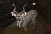 1X KOEDOE/KUDU M:1 Moria Wild Telers