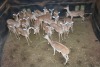 20X ROOIBOK/IMPALA V/F:20 Elandskloof Wildsplaas (Per Piece to take the lot/Per stuk om lot te neem)