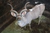 1X KOEDOE/KUDU M:1 Aurex Game Farm