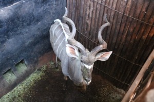 1X KOEDOE/KUDU M:1 TWS