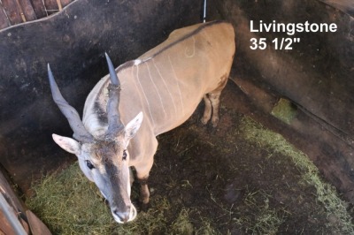 1X LIVINGSTONE ELAND M:1 Black Stone Ranching