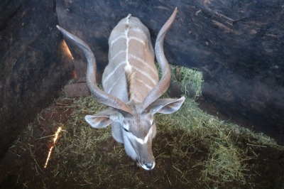 1X KOEDOE/KUDU M:1 TWS