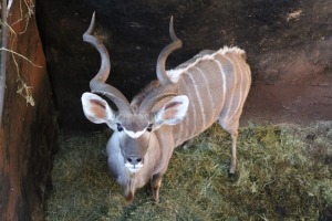 1X KOEDOE/KUDU M:1 TWS