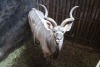 1X KOEDOE/KUDU M:1 Moria Wild Telers