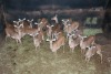 17X ROOIBOK/IMPALA V/F:17 Tembani Wildlife (Per Piece to take the lot/Per stuk om lot te neem)