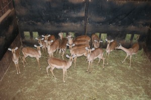 15X ROOIBOK/IMPALA M:15 5xTembani Wildlife ; 10xTWS (Per Piece to take the lot/Per stuk om lot te neem)