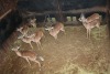 8X ROOIBOK/IMPALA M:8 Tembani (Per Piece to take the lot/Per stuk om lot te neem)