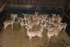 20X ROOIBOK/IMPALA V/F:20 Elandskloof Wildsplaas (Per Piece to take the lot/Per stuk om lot te neem)