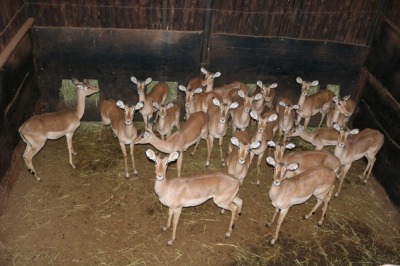 20X ROOIBOK/IMPALA V/F:20 Elandskloof Wildsplaas (Per Piece to take the lot/Per stuk om lot te neem)