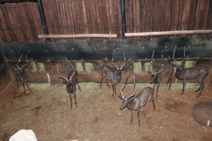 6X SWART ROOIBOK/BLACK IMPALA M:6 (Per Piece to take the lot/Per stuk om lot te neem)