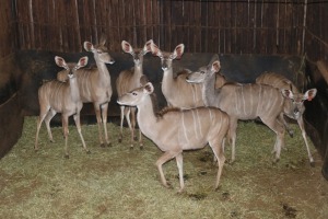 7X KOEDOE/KUDU V/F:7 Tembani Wildlife (Per Piece to take the lot/Per stuk om lot te neem)