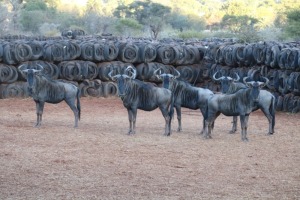 5X BLOUWILDEBEES/BLUE WILDEBEEST M:5 TWS (Per Piece to take the lot/Per stuk om lot te neem)