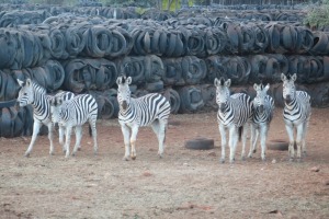 6X SEBRA/ZEBRA TWS (Per Piece to take the lot/Per stuk om lot te neem)