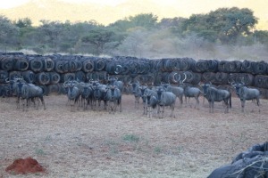 23X BLOUWILDEBEES/BLUE WILDEBEEST M:5 V/F:18 Elanskloof Wildsplaas (Per Piece to take the lot/Per stuk om lot te neem)