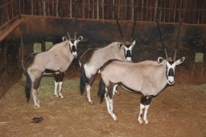 3X GEMSBOK/ORYX M:1 V/F:2 TWS (Per Piece to take the lot/Per stuk om lot te neem)