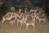 18X ROOIBOK/IMPALA M:18 Tembani Wildlife (Per Piece to take the lot/Per stuk om lot te neem)