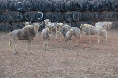 3X GOUE WILDEBEES/GOLDEN WILDEBEEST M:3 Vinfra Farms/Timbani (Per Piece to take the lot/Per stuk om lot te neem)