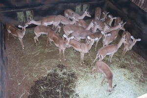 20X ROOIBOK/IMPALA V/F:20 Elandskloof Wildsplaas (Per Piece to take the lot/Per stuk om lot te neem)