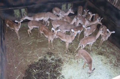 20X ROOIBOK/IMPALA V/F:20 Elandskloof Wildsplaas (Per Piece to take the lot/Per stuk om lot te neem)