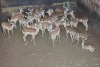 25X ROOIBOK/IMPALA M:25 Elandskloof Wildsplaas (Per Piece to take the lot/Per stuk om lot te neem)