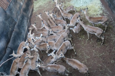 33X ROOIBOK/IMPALA V/F:33 Elandskloof Wildsplaas (Per Piece to take the lot/Per stuk om lot te neem)