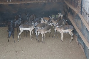 9X SAALRUG ROOIBOK/SADDLE BACK IMPALA V/F:9 Aurex Game Farm (Per Piece to take the lot/Per stuk om lot te neem)