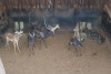 2X SWART ROOIBOK/BLACK IMPALA M:2 Aurex Game Farm (Per Piece to take the lot/Per stuk om lot te neem)