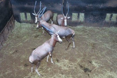 4X BLESBOK/BLESBUCK M:4 Visrivierbeleggings (Per Piece to take the lot/Per stuk om lot te neem)