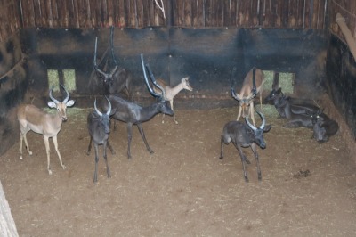 1X ROOIBOK/IMPALA M:1 Aurex Game Farm