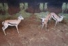 3X SPRINGBOK/SPRINGBUCK M:3 Futureg Genetic Game Agents (Per Piece to take the lot/Per stuk om lot te neem)