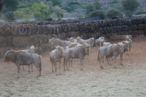 16X GOUE WILDEBEES/GOLDEN WILDEBEEST V/F:16 Vinfra Farms/Timbani (Per Piece to take the lot/Per stuk om lot te neem)