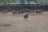 21X BLOUWILDEBEES/BLUE WILDEBEEST TWS (Per Piece to take the lot/Per stuk om lot te neem)