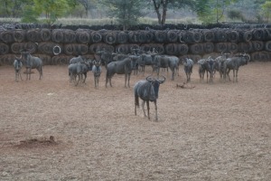 21X BLOUWILDEBEES/BLUE WILDEBEEST TWS (Per Piece to take the lot/Per stuk om lot te neem)