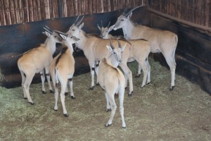 6X ELAND TWS (Per Piece to take the lot/Per stuk om lot te neem)