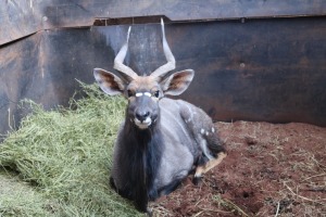 1X NJALA/NYALA M:1 Desert Rain Game Breeders