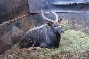 1X NJALA/NYALA M:1 Wes Enterprises