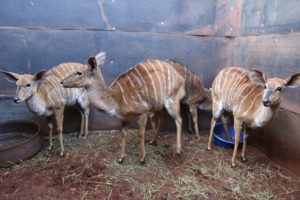 4X NJALA/NYALA F:4 Desert Rain Game Breeders