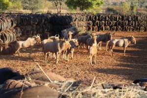 16X GOUE WILDEBEES/GOLDEN WILDEBEEST M: V/F:16 Vinfra Farms/Timbani (Per Piece to take the lot/Per stuk om lot te neem)