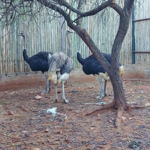 3X VOLSTRUIS/OSTRICH Aurex Game Farm (Per Piece to take the lot/Per stuk om lot te neem)