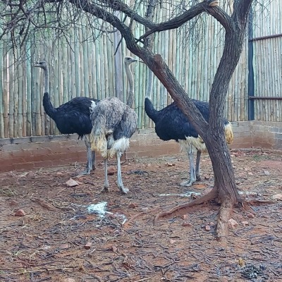 3X VOLSTRUIS/OSTRICH Aurex Game Farm (Per Piece to take the lot/Per stuk om lot te neem)