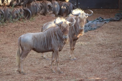 2X GOUE WILDEBEES/GOLDEN WILDEBEEST M:2 Aurex Game Farm (Per Piece to take the lot/Per stuk om lot te neem)