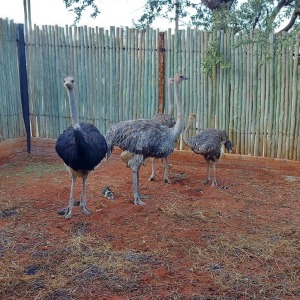 4X VOLSTRUIS/OSTRICH Aurex Game Farm (Per Piece to take the lot/Per stuk om lot te neem)