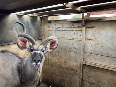 1x KOEDOE/KUDU M:1 Aurex Game Farm