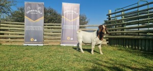 1X BOERBOK POTENTIAL STUD RAM SHONGOLOLO BOERBOK STOET 1563