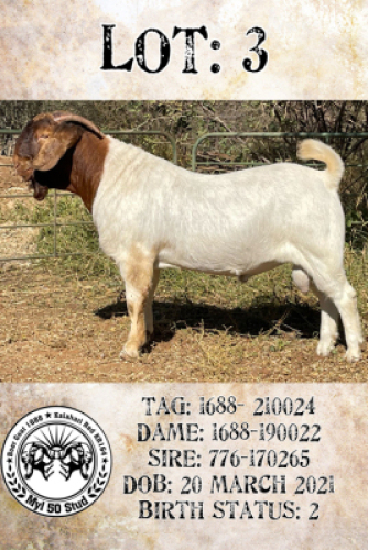 1X BOERBOK POTENTIAL STUD RAM MYL 50