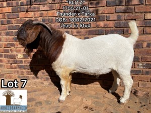 1X BOERBOK FLOCK RAM ARBEIDSAAMHEID