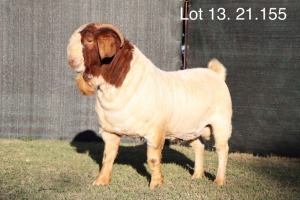 1X BOERBOK POTENTIAL STUD RAM MILAMIEK BOERBOKSTOET